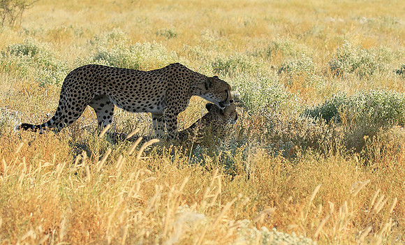 Central Kalahari