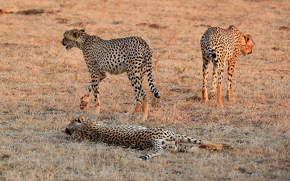 Mashatu game reserve