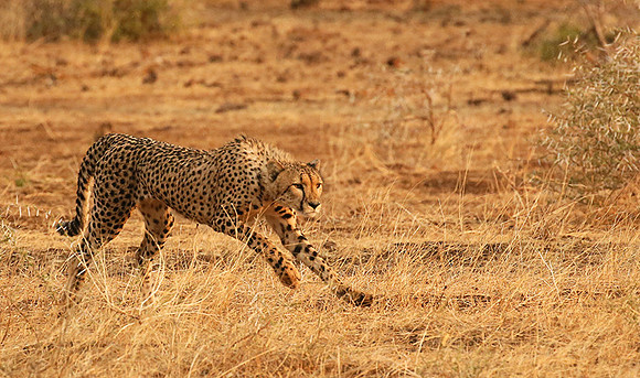 Mashatu game reserve