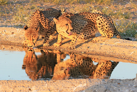 Central Kalahari