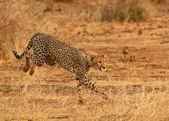 Mashatu game reserve