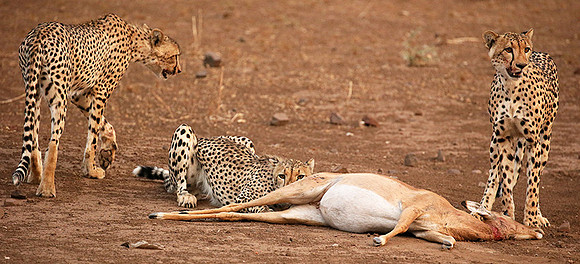 Mashatu game reserve : learning to kill