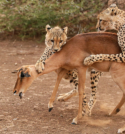 Mashatu game reserve : learning to kill