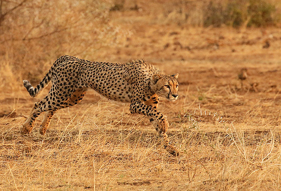 Mashatu game reserve
