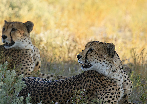 Central Kalahari