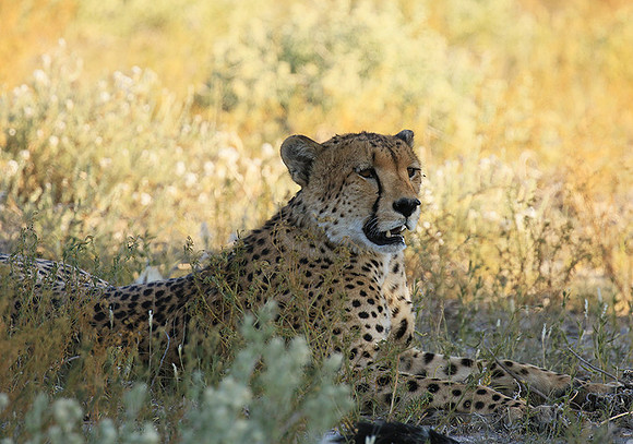 Central Kalahari