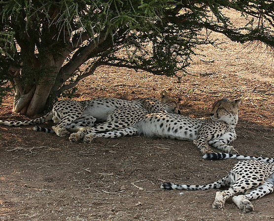 Mashatu game reserve