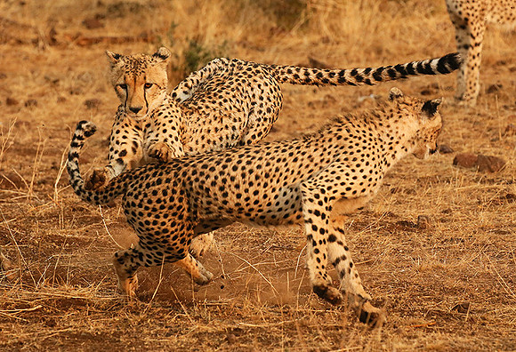 Playing time at Mashatu game reserve