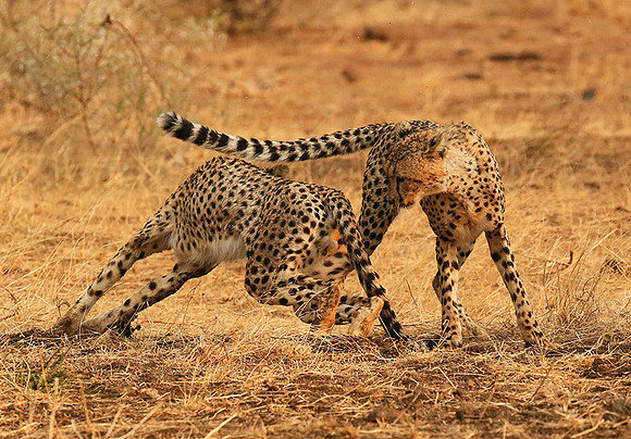 Playing time at Mashatu game reserve