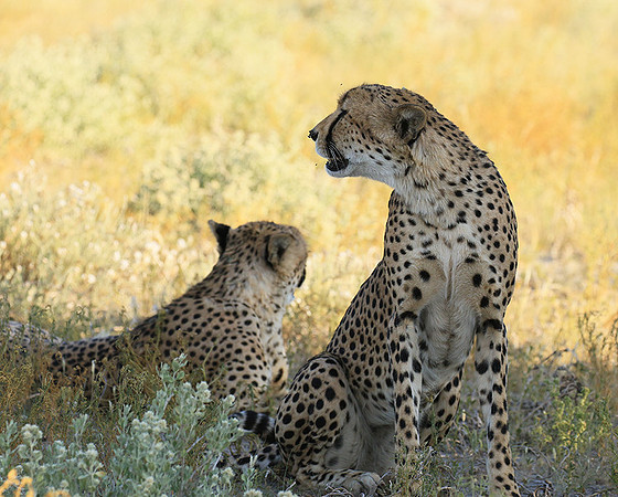 Central Kalahari