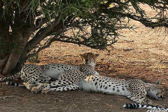 Mashatu game reserve