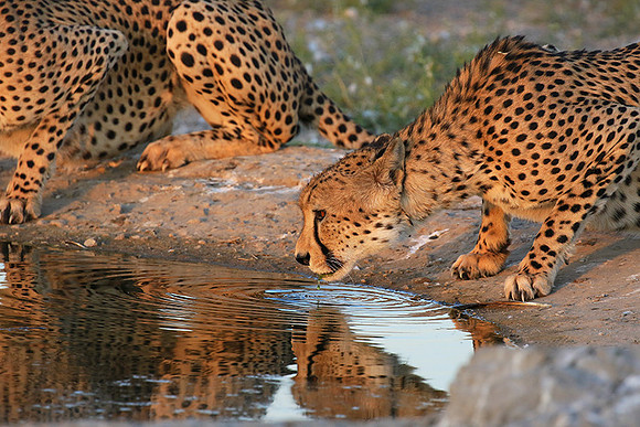 Central Kalahari
