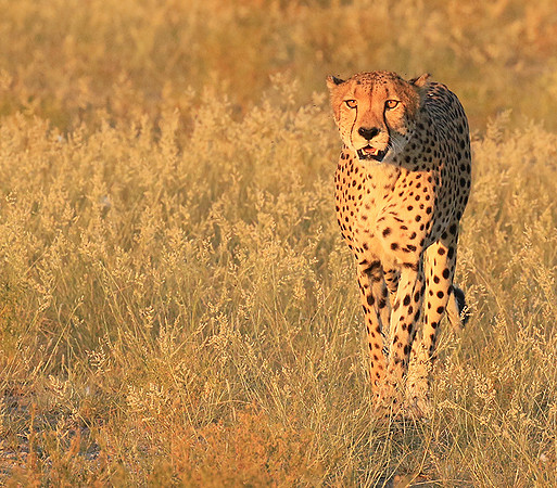 Central Kalahari