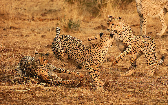 Playing time at Mashatu game reserve