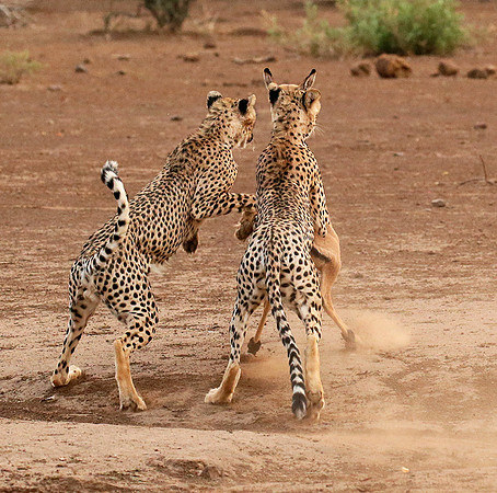 Mashatu game reserve : learning to kill