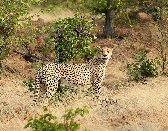 Mashatu game reserve