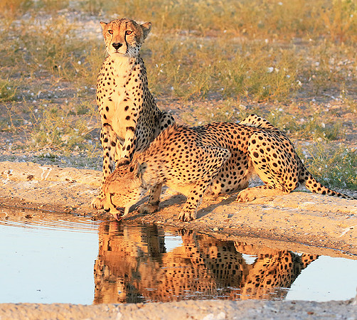 Central Kalahari