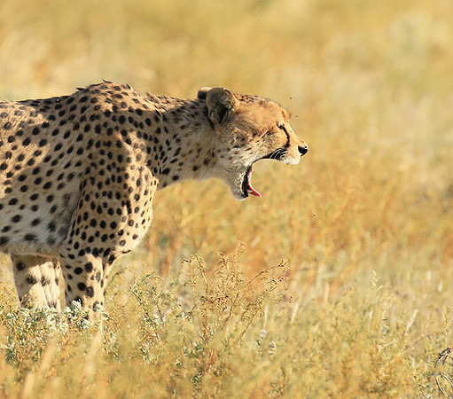 Central Kalahari