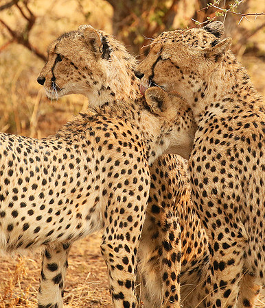 Cheetahs licking the raindrops from each other - Mashatu game reserve