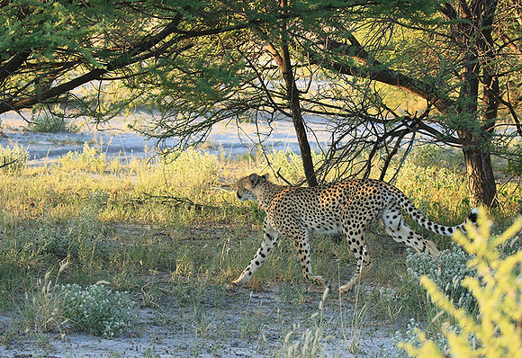 Central Kalahari