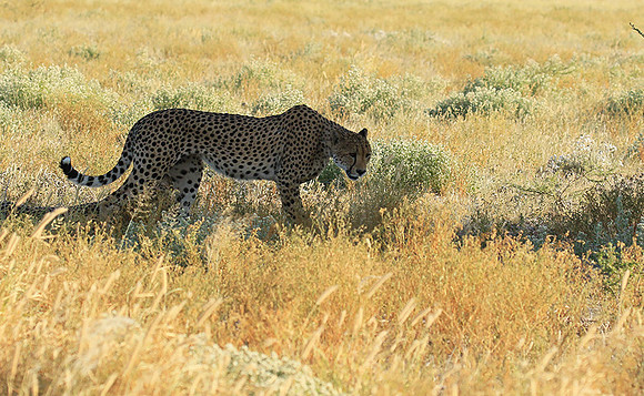 Central Kalahari