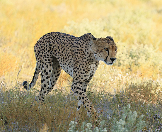 Central Kalahari