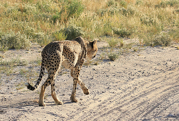 Central Kalahari