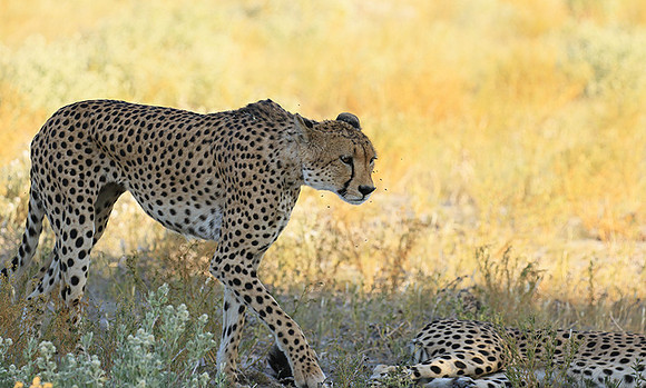 Central Kalahari