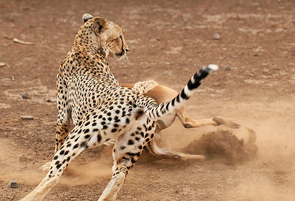 Mashatu game reserve : learning to kill