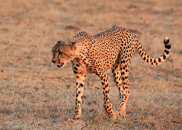 At Mashatu game reserve