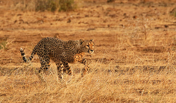Mashatu game reserve