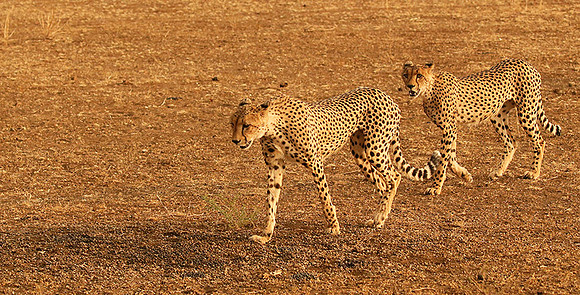 Mashatu game reserve