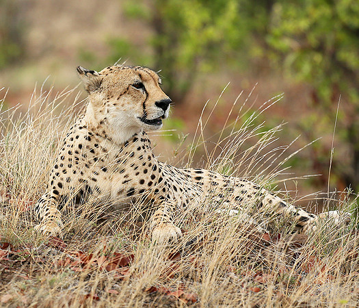 Cheetah taking a rest at Mashatu game reserve