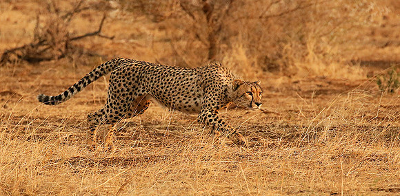Mashatu game reserve