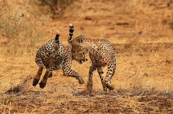 Playing time at Mashatu game reserve