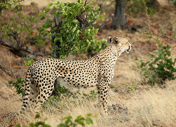 Mashatu game reserve