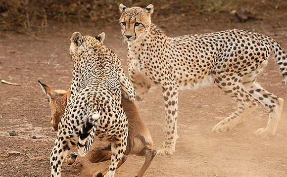 Mashatu game reserve : learning to kill