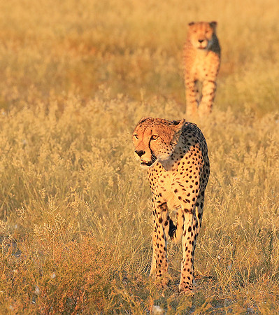 Central Kalahari