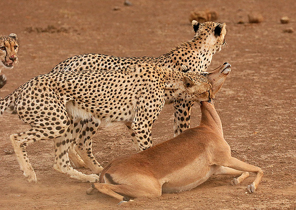 Mashatu game reserve : learning to kill