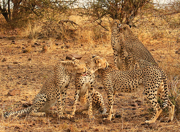 Cheetahs licking the raindrops from each other - Mashatu game reserve