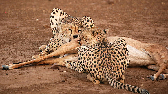 Mashatu game reserve : learning to kill