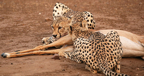 Mashatu game reserve : learning to kill