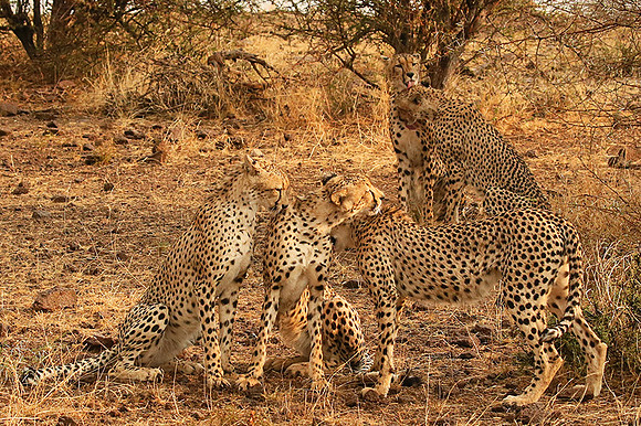 Cheetahs licking the raindrops from each other - Mashatu game reserve