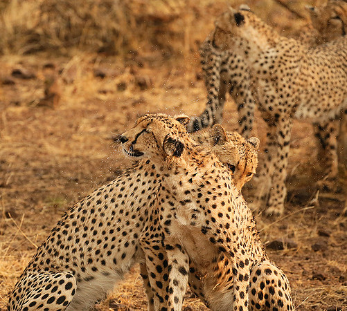 Cheetahs licking the raindrops from each other - Mashatu game reserve