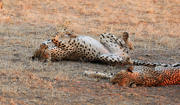 Mashatu game reserve