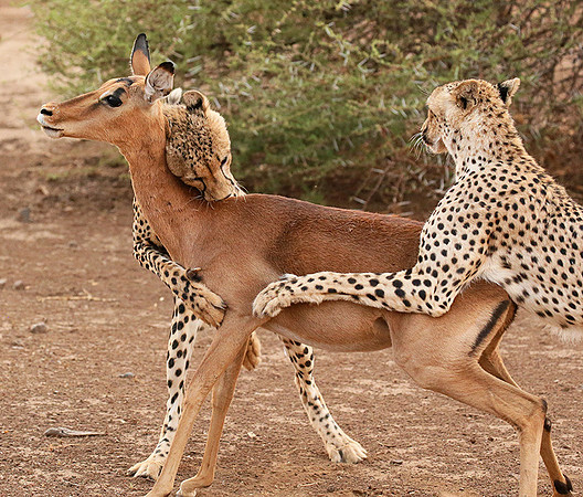 Mashatu game reserve : learning to kill