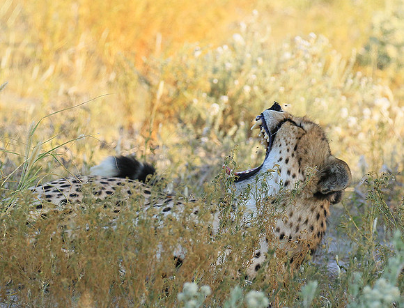 Central Kalahari