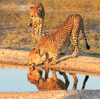 Central Kalahari