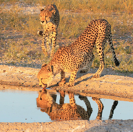 Central Kalahari