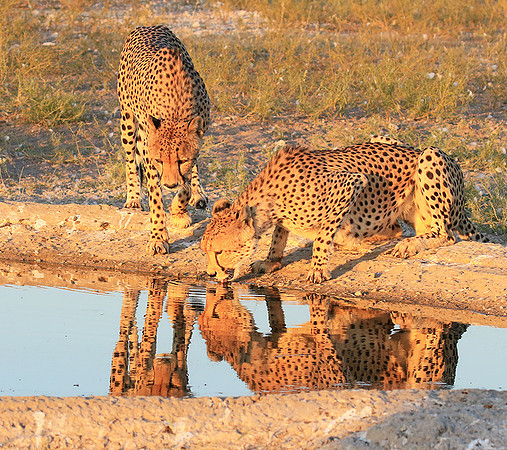 Central Kalahari